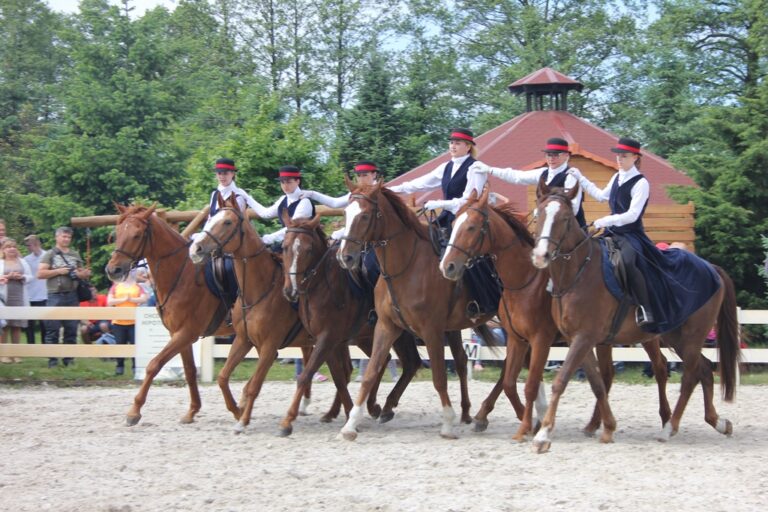 Piknik na końskiej polanie