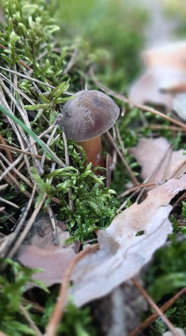 Sezon grzybowy w Domu Pomocy Maltańskiej